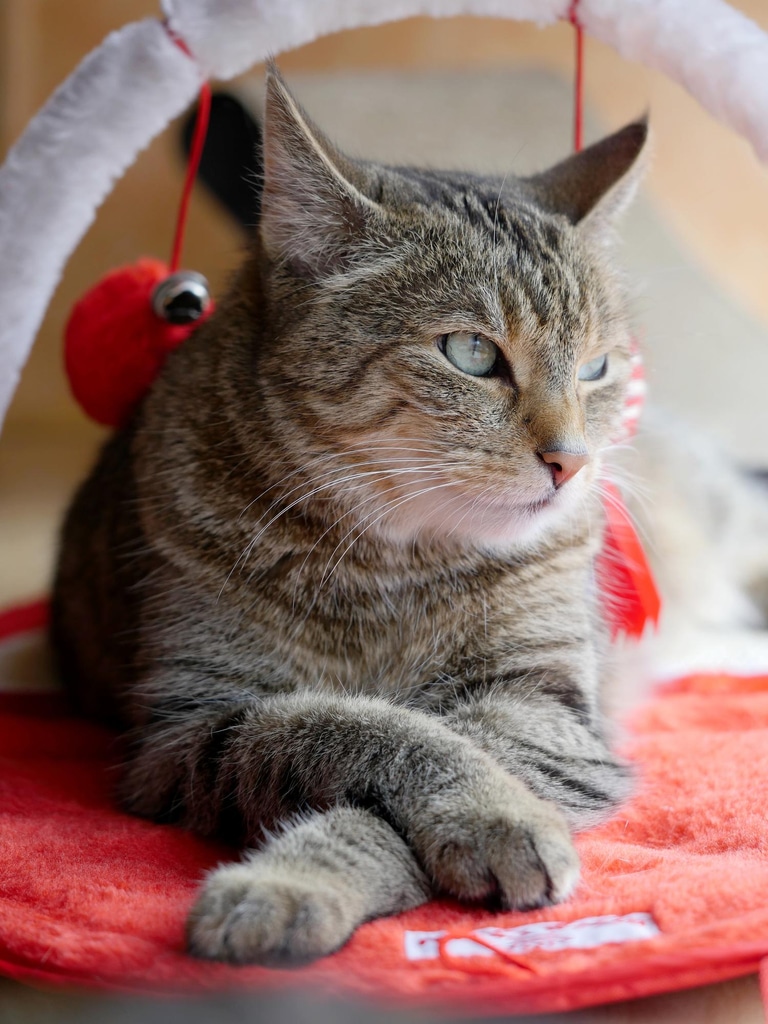 Kattenwijsheid ontcijferd